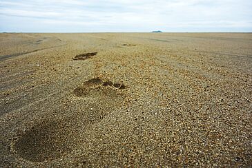 footsteps-732128_1920