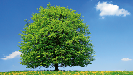 Panoramabaum-Shutterstock-494631697 Panoramabaum-Shutterstock-494631697