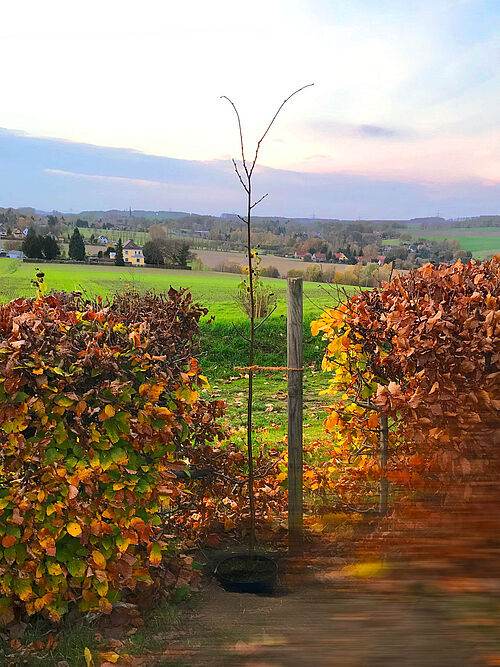 Neu gepflanzter Baum auf dem Gotteacker