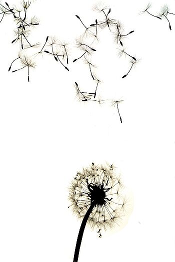 dandelion-1043956_1920